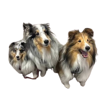 pp3